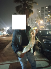 Callorhinchus callorynchus