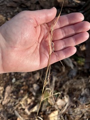 Andropogon gyrans