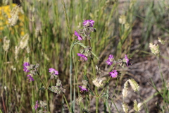 Mirabilis hirsuta
