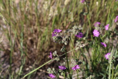 Mirabilis hirsuta