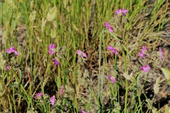 Mirabilis hirsuta