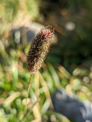 Phleum