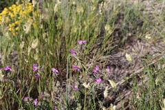 Mirabilis hirsuta