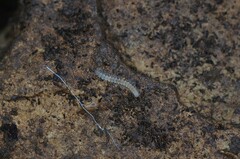 Dalodesmidae