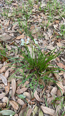 Nothoscordum bivalve