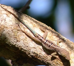 Anolis grahami