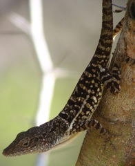 Anolis lineatopus