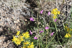 Mirabilis hirsuta