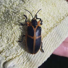 Mecistomela marginata