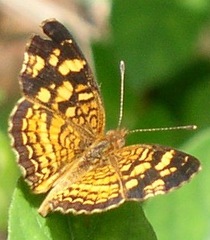 Anthanassa frisia