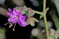 Mirabilis hirsuta