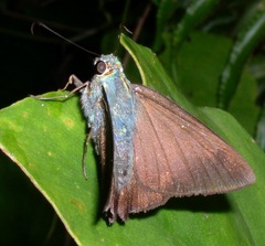 Astraptes jaira