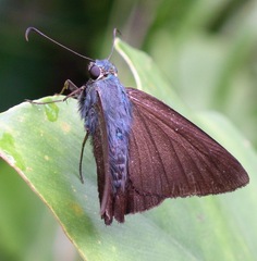 Astraptes jaira
