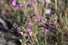Mirabilis hirsuta