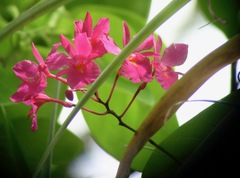 Broughtonia sanguinea