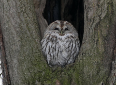 Strix aluco