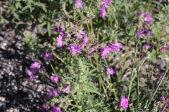 Mirabilis hirsuta