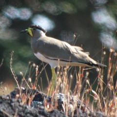 Vanellus malabaricus