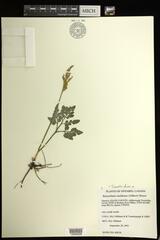 Sceptridium oneidense