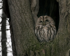 Strix aluco