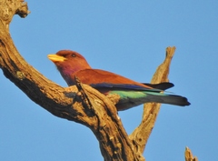 Eurystomus glaucurus