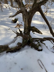 Betula alleghaniensis