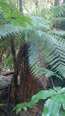 Dicksonia fibrosa