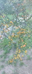 Condalia microphylla