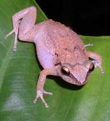 Eleutherodactylus johnstonei