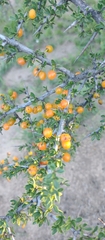 Condalia microphylla