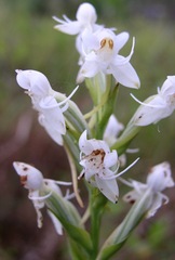 Habenaria monorrhiza