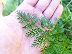 Selinum broteroi
