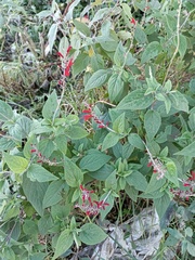 Salvia cinnabarina