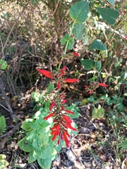 Salvia holwayi