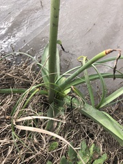 Crinum bulbispermum