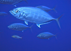 Craterognathus plagiotaenia