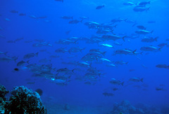 Caranx sexfasciatus