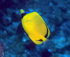 Chaetodon semeion