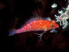 Cirrhitichthys oxycephalus