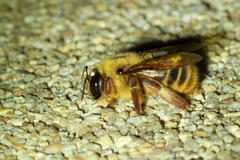 Xylocopa tranquebarica