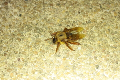 Xylocopa tranquebarica