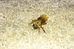 Xylocopa tranquebarica