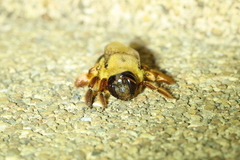 Xylocopa tranquebarica