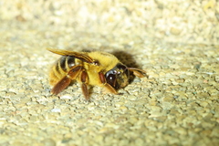 Xylocopa tranquebarica