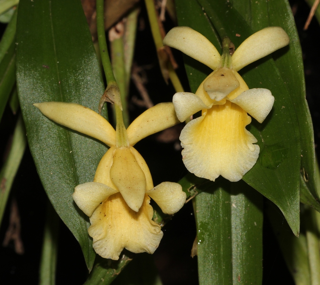 Stenotyla