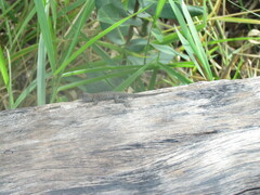 Tropidurus oreadicus