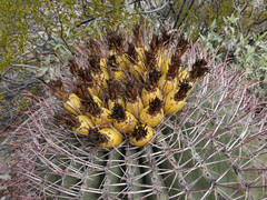 Ferocactus emoryi