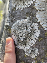 Physcia atrostriata