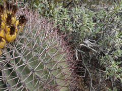 Ferocactus emoryi