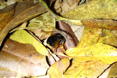Bombus eximius